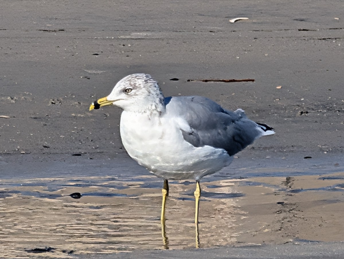 Ring-billed Gull - ML644117989