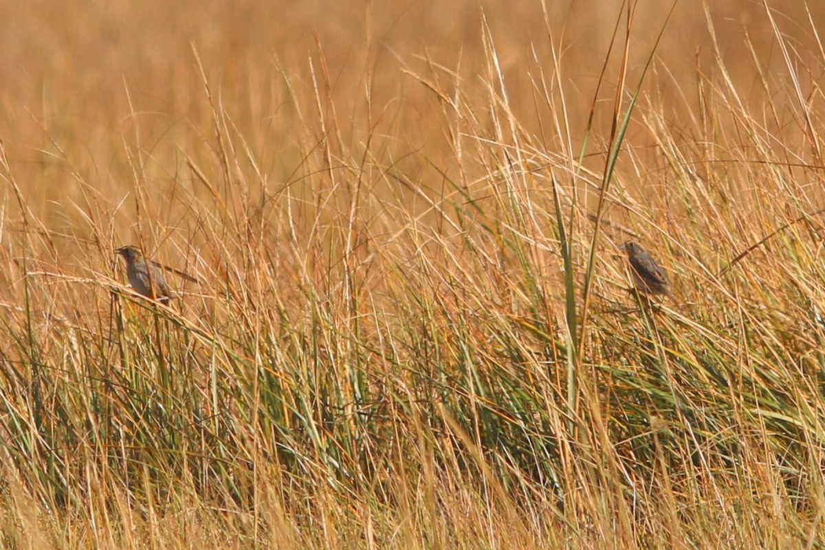 Багновець блідий - ML644117990
