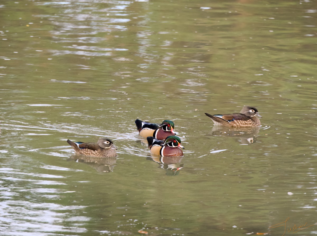 Canard branchu - ML644117997