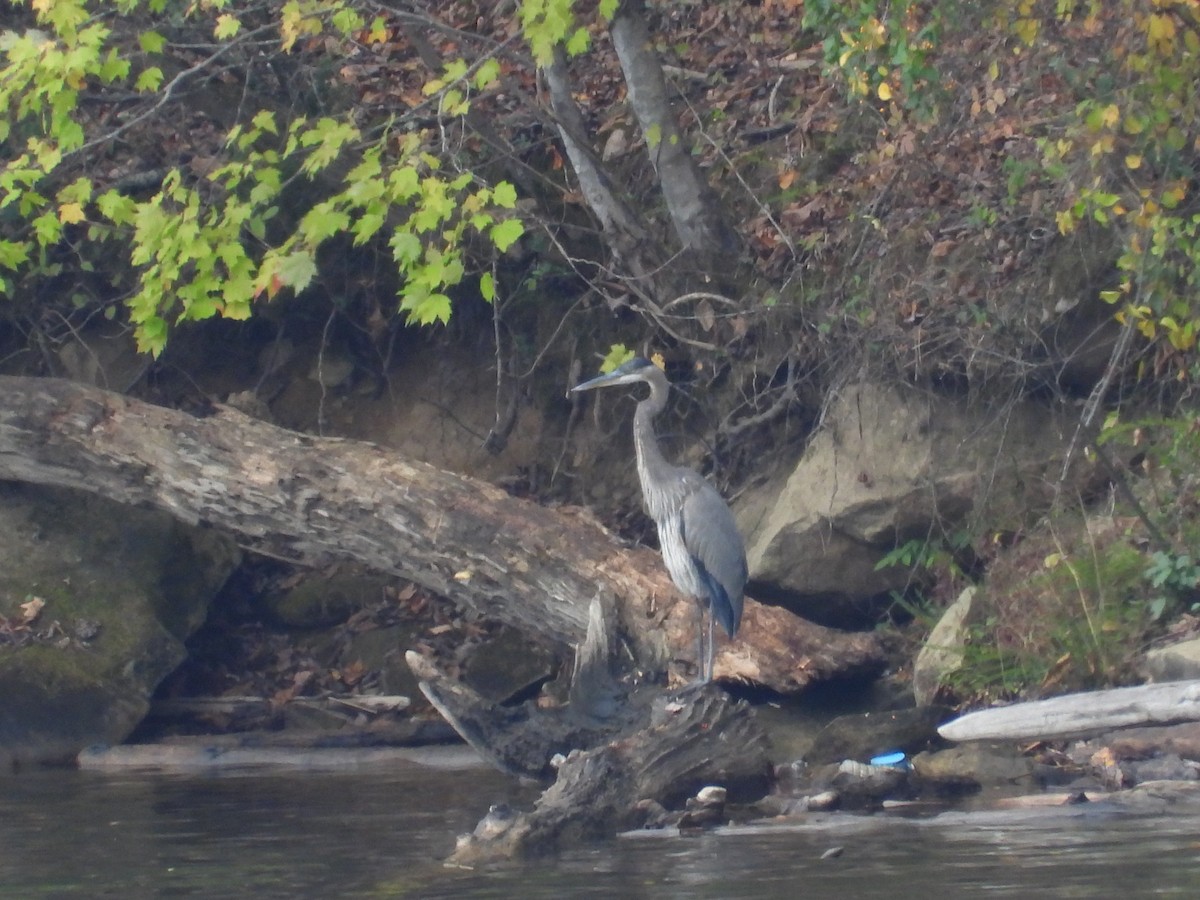 Great Blue Heron - ML644117998