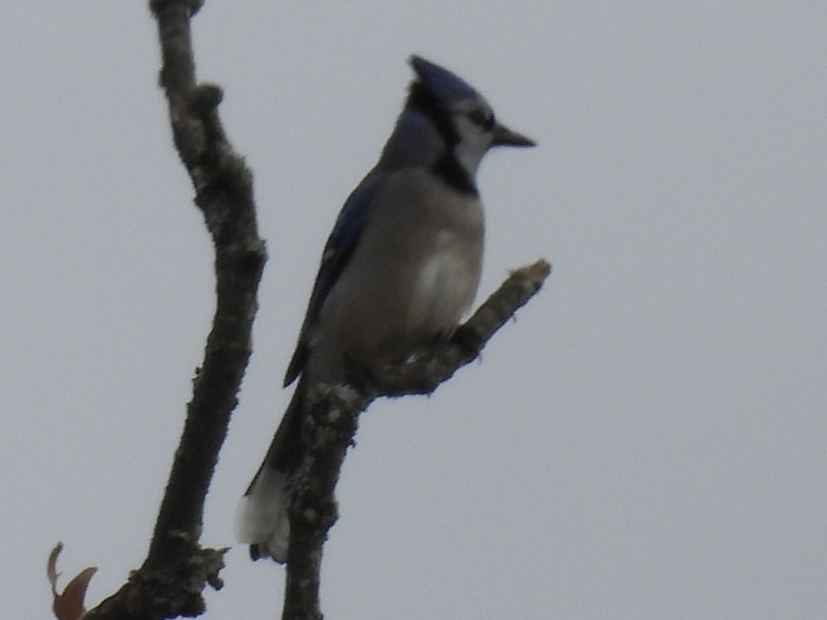 Blue Jay - ML644118002