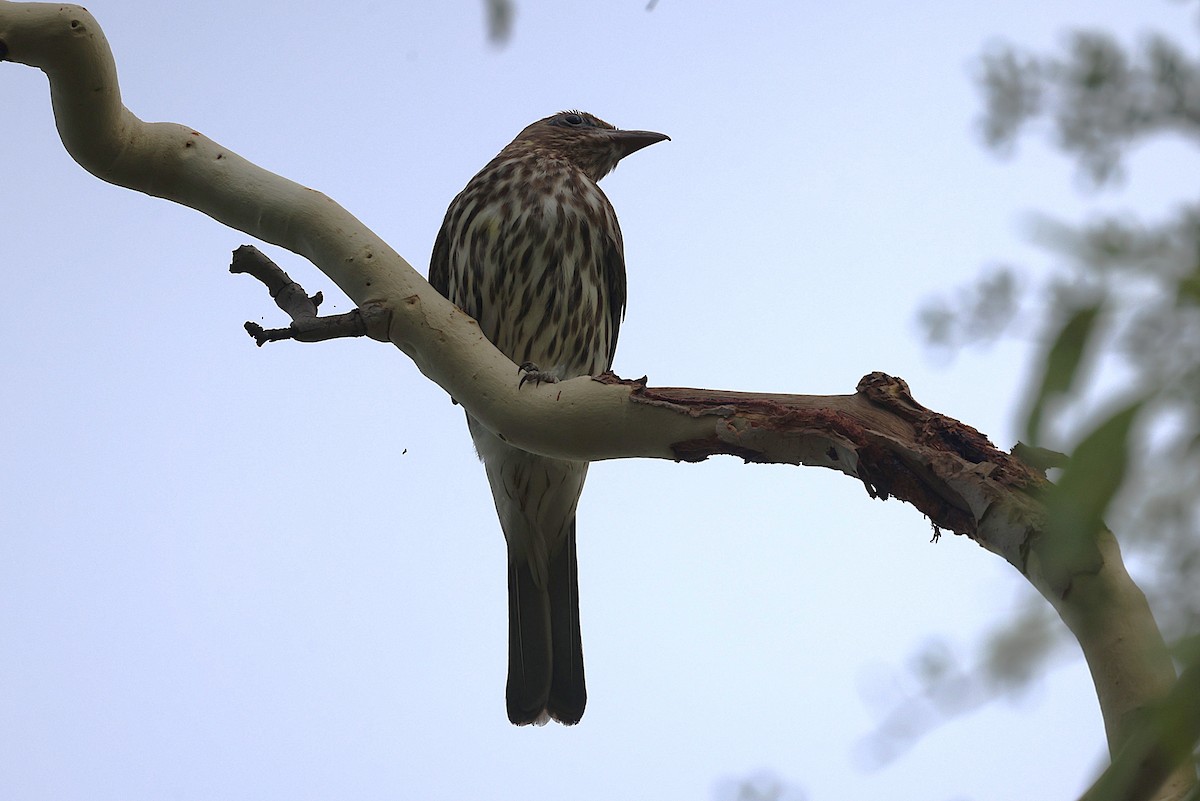 Australasian Figbird - ML644118012