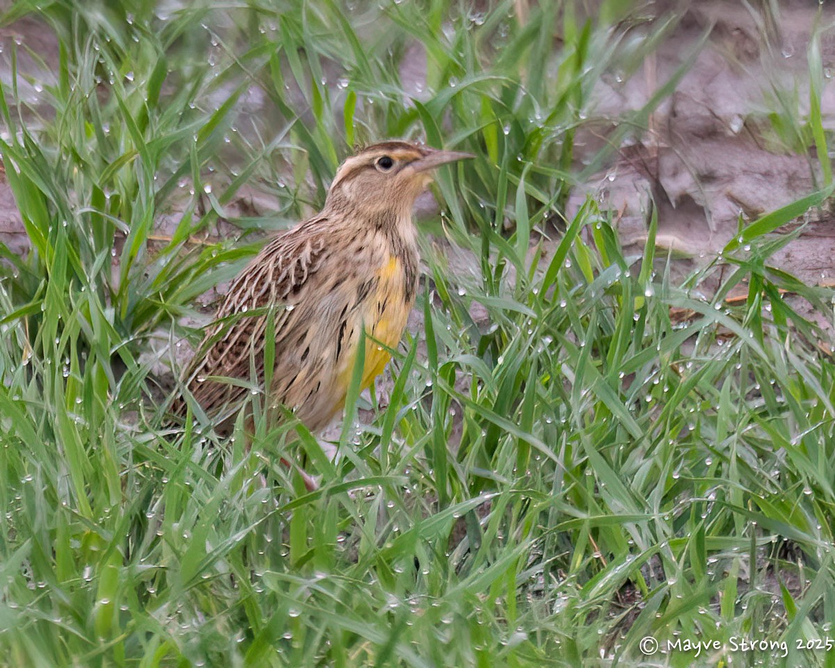 Eastern Meadowlark - ML644118016