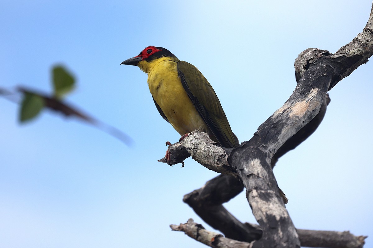 Australasian Figbird - ML644118020