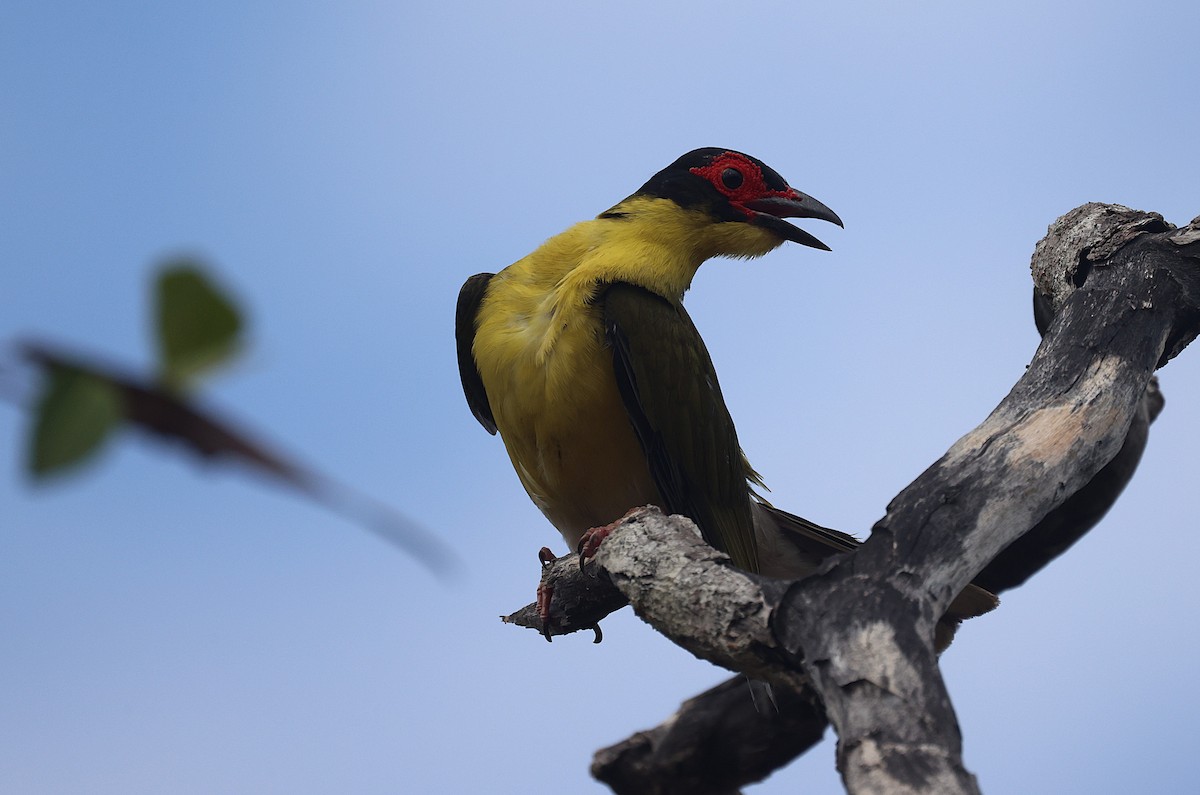 Australasian Figbird - ML644118026