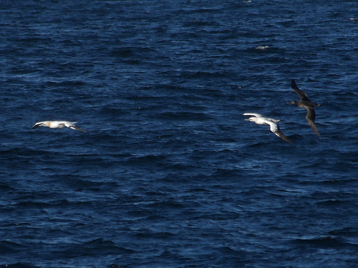 Northern Gannet - ML644118028