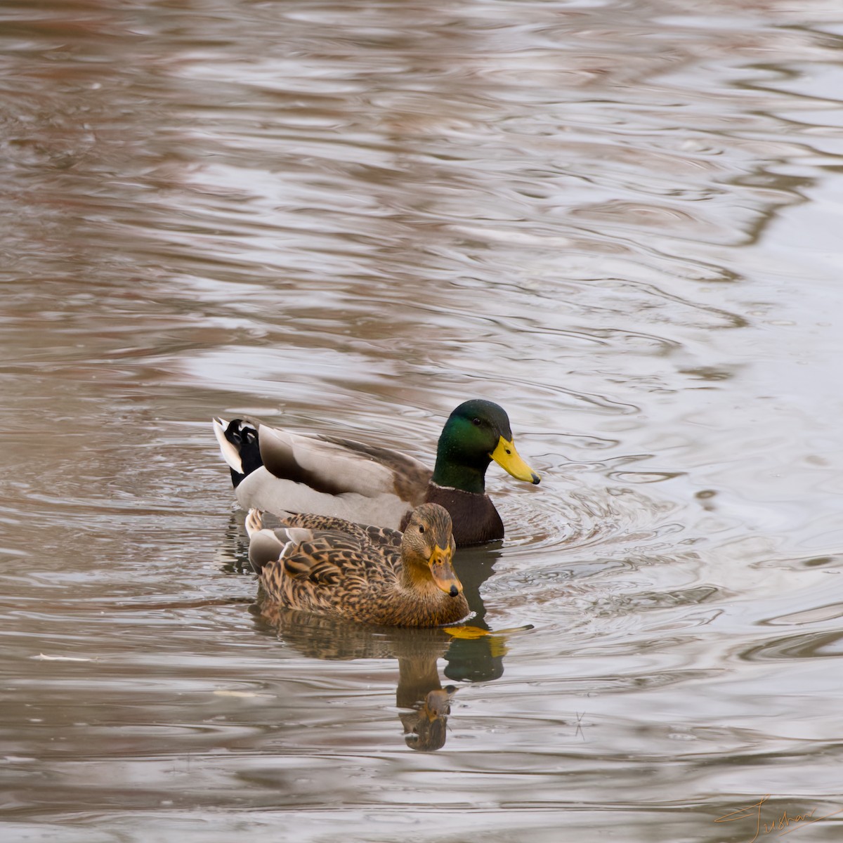 Canard colvert - ML644118036