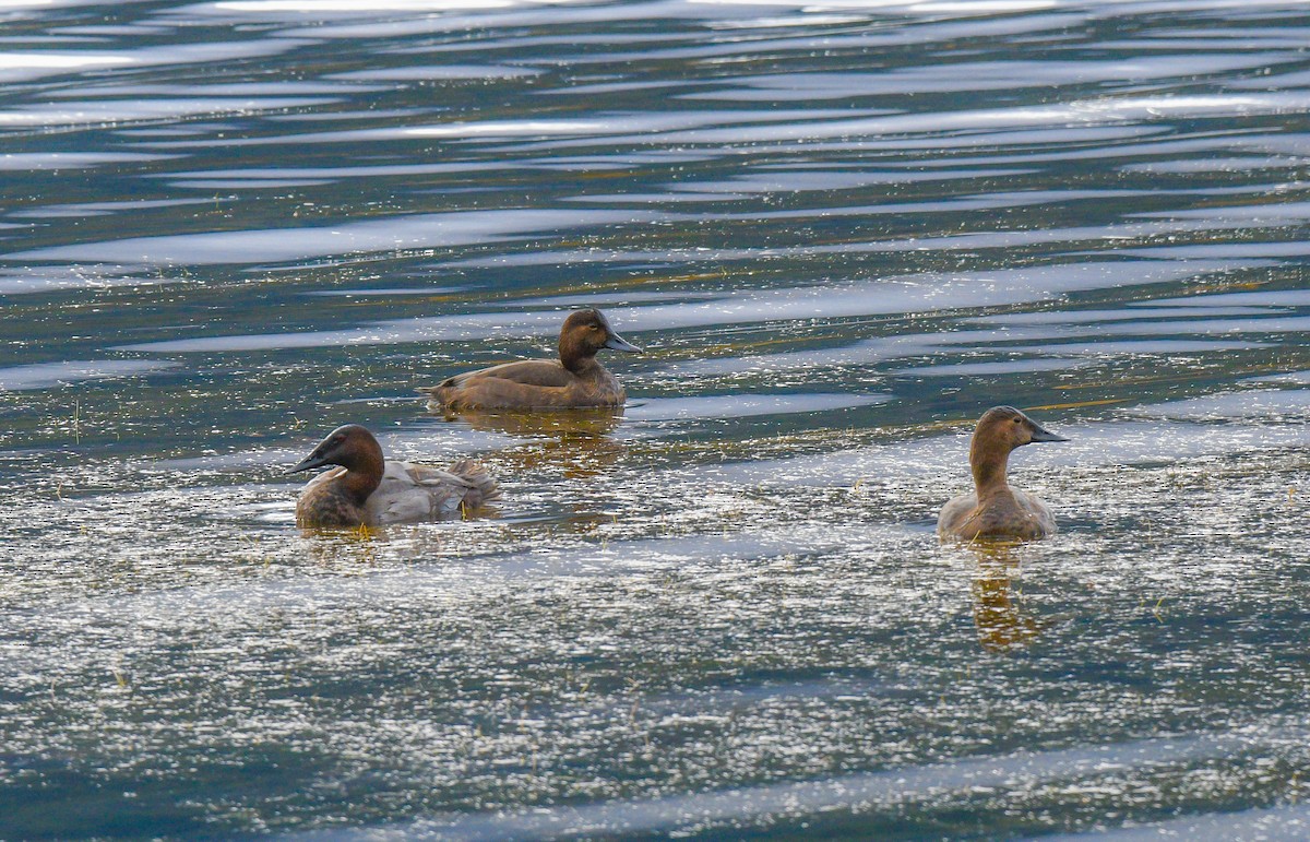 アメリカホシハジロ - ML644118044