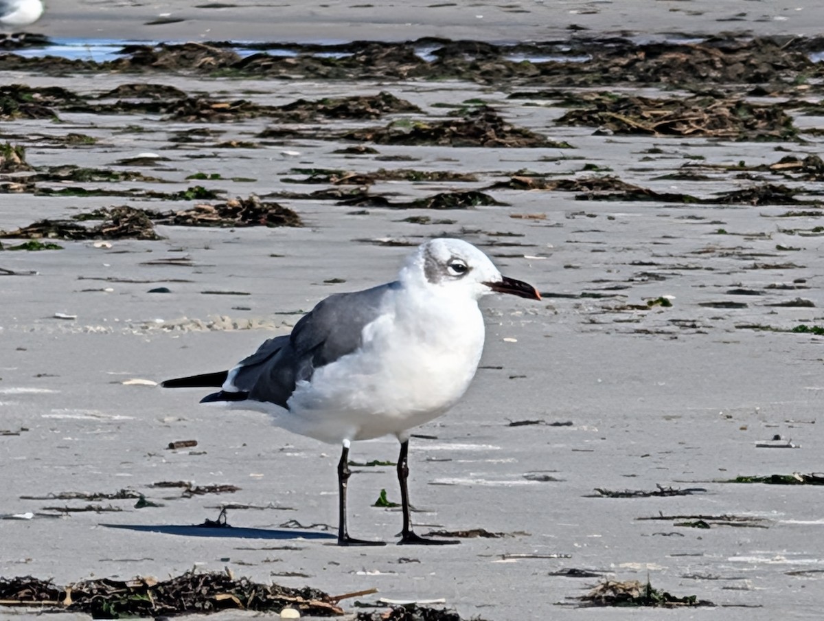 Laughing Gull - ML644118054