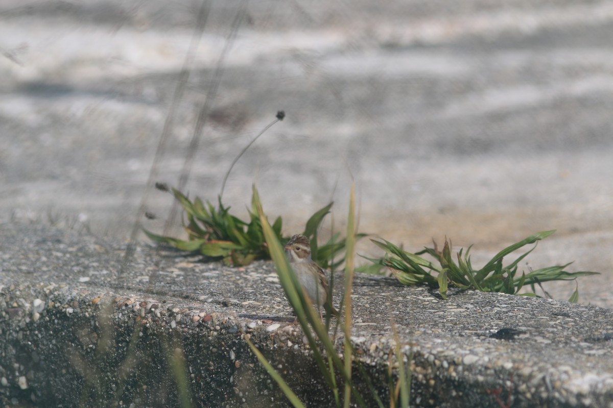 Карнатка бліда - ML644118059