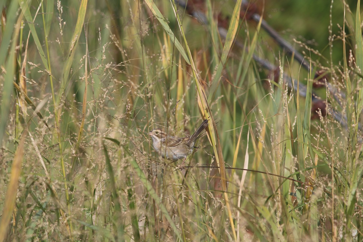 Карнатка бліда - ML644118060