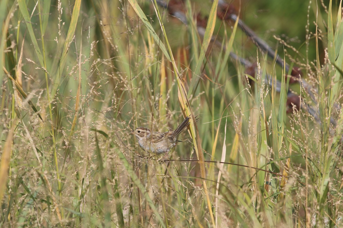 Карнатка бліда - ML644118063