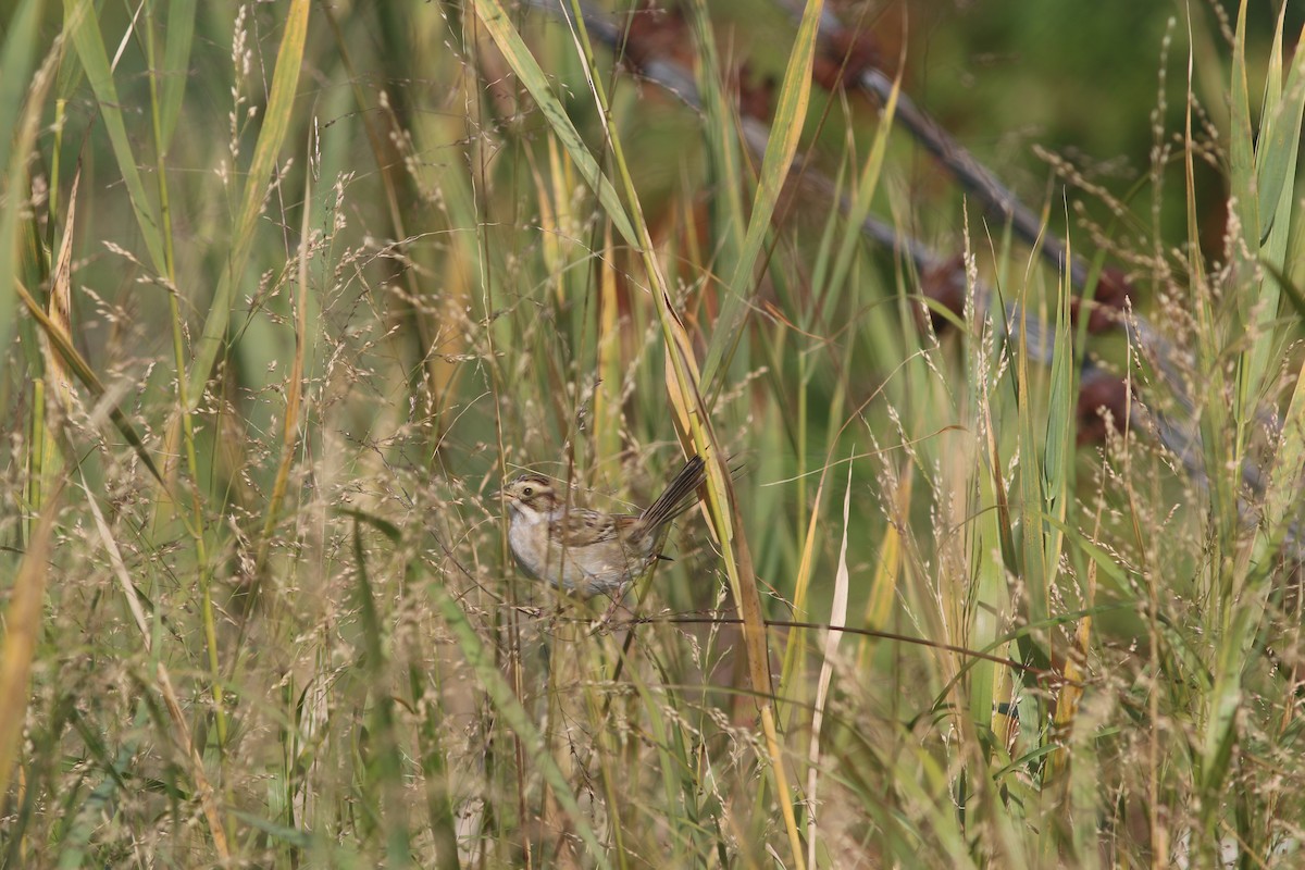 Карнатка бліда - ML644118065