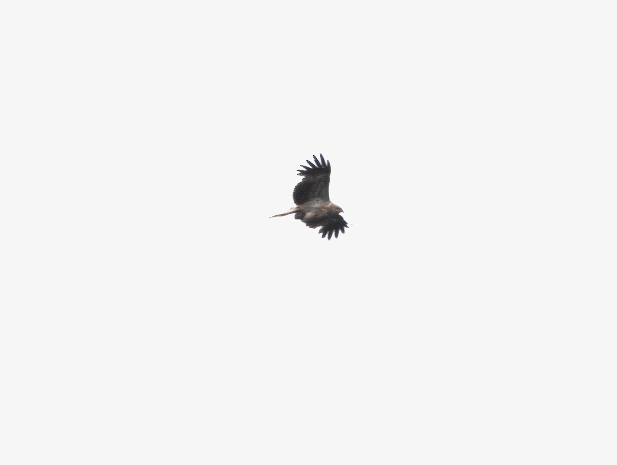Whistling Kite - ML644118068