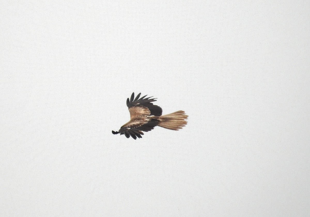 Whistling Kite - ML644118087