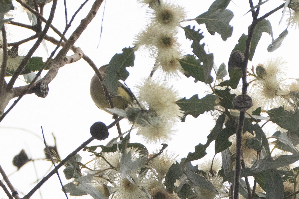 Cedar Waxwing - ML644118098