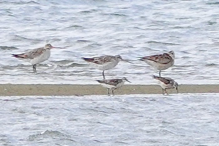 Red Knot - ML644118100