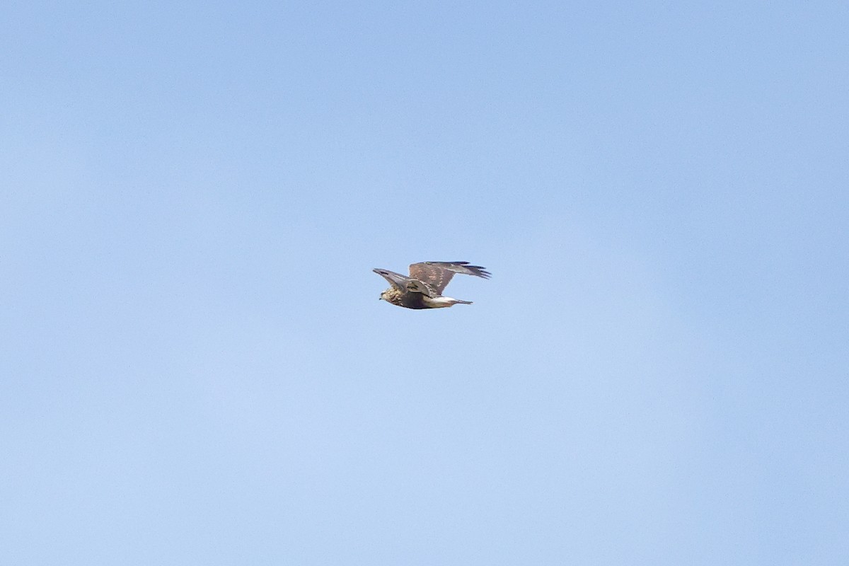 Тарлан сар - ML644118105