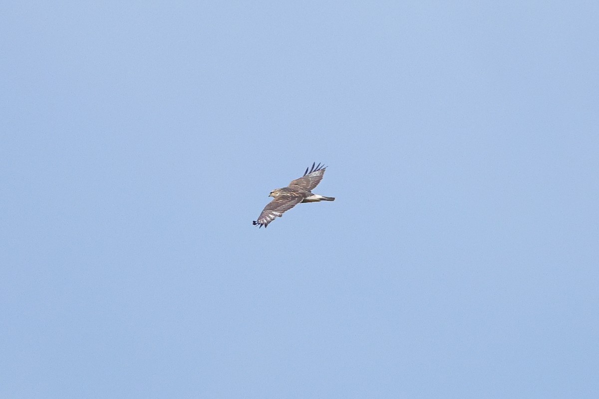 Тарлан сар - ML644118106