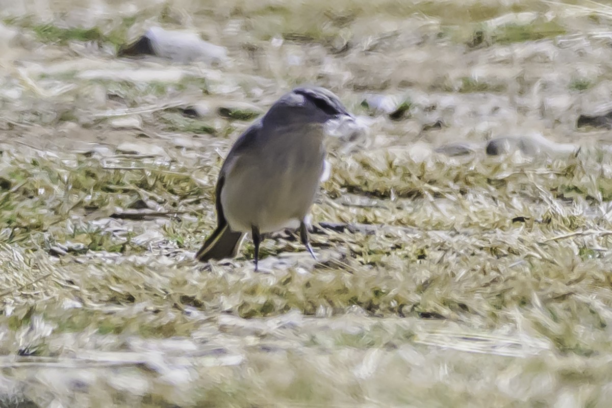 Kül Rengi Yer Tiranı - ML644118107