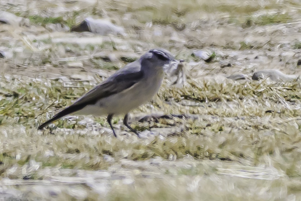 Kül Rengi Yer Tiranı - ML644118108