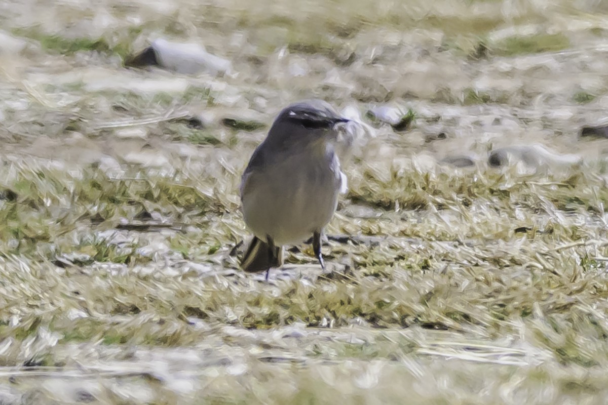 Kül Rengi Yer Tiranı - ML644118109