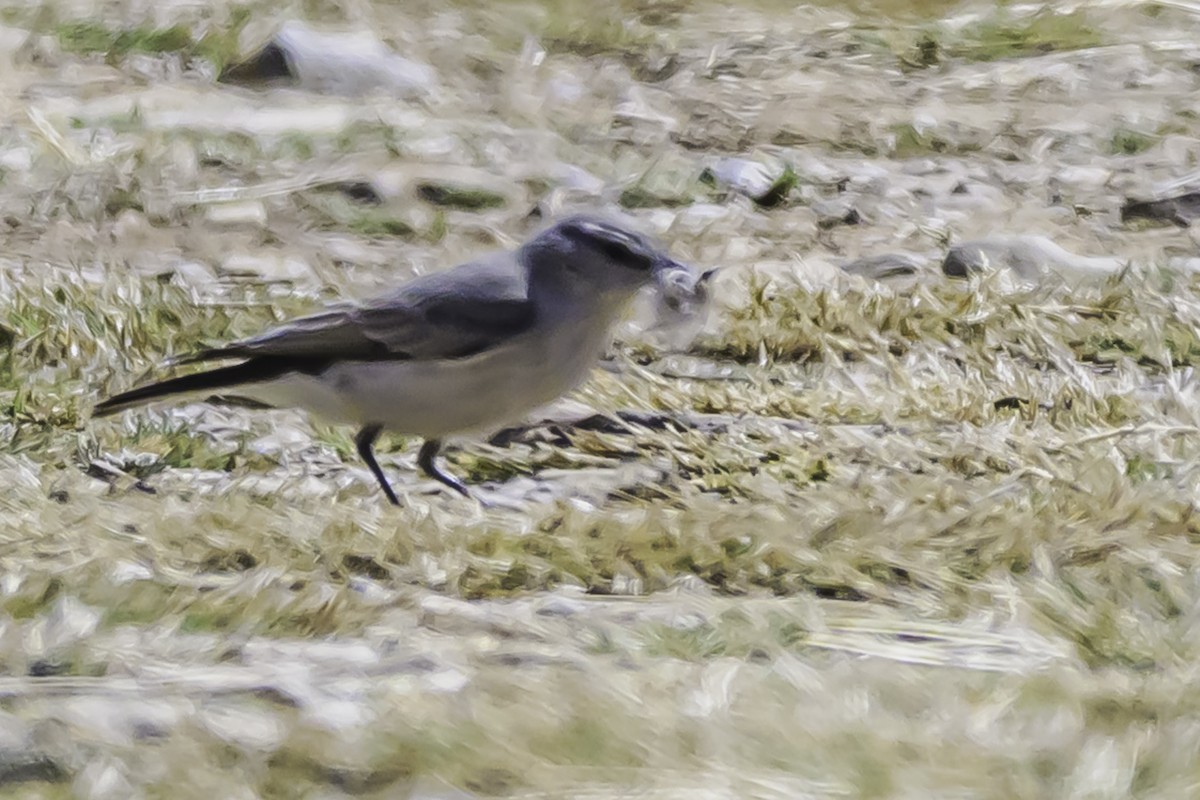 Kül Rengi Yer Tiranı - ML644118110