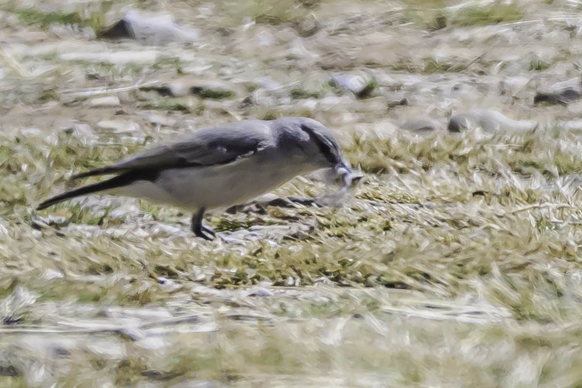 Kül Rengi Yer Tiranı - ML644118111