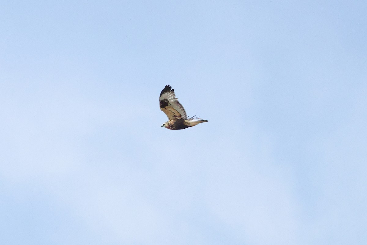 Тарлан сар - ML644118112