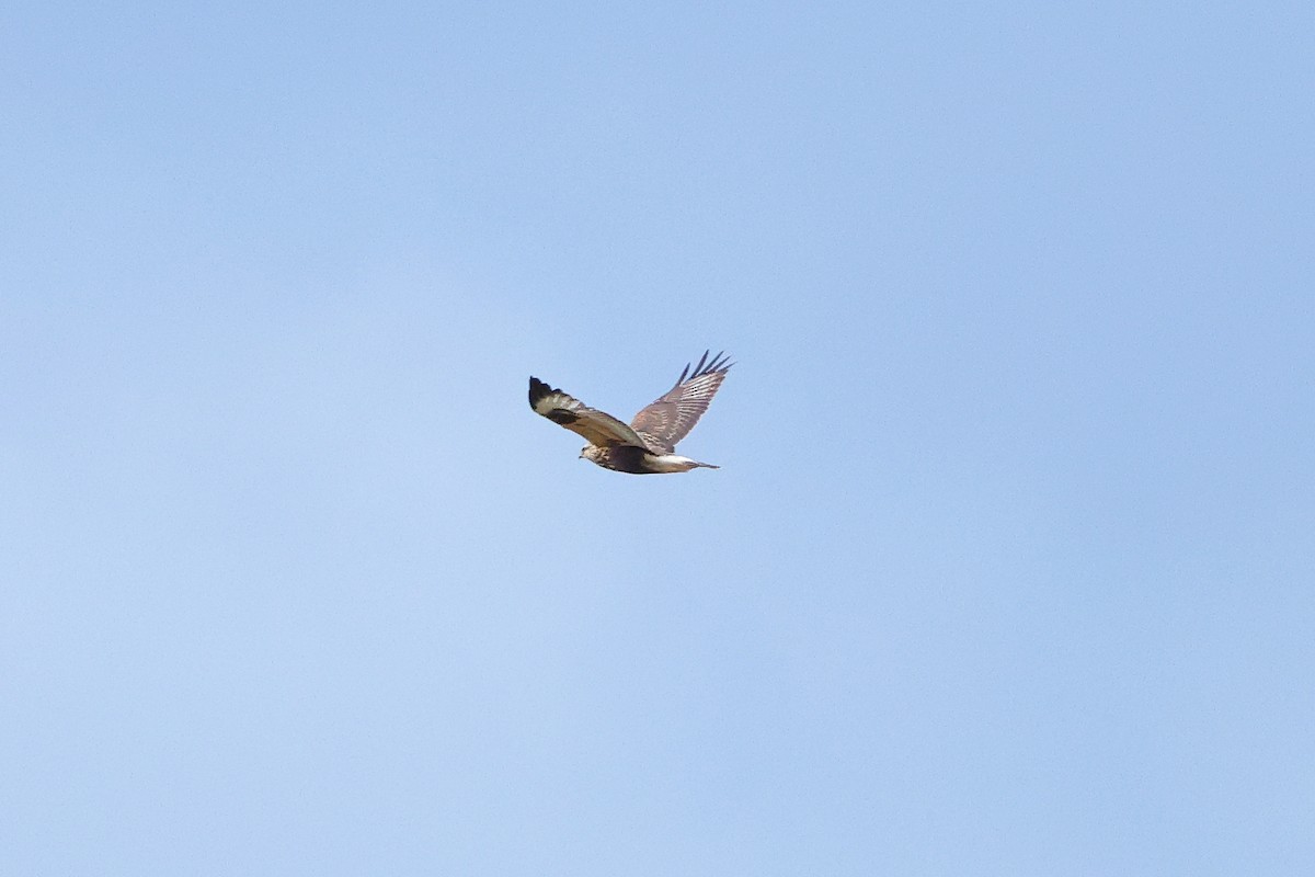 Тарлан сар - ML644118113