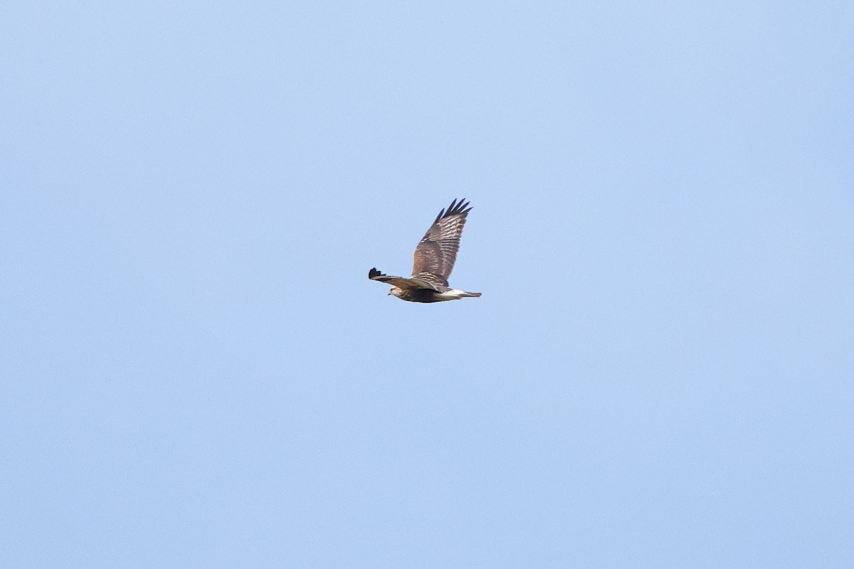 Тарлан сар - ML644118114