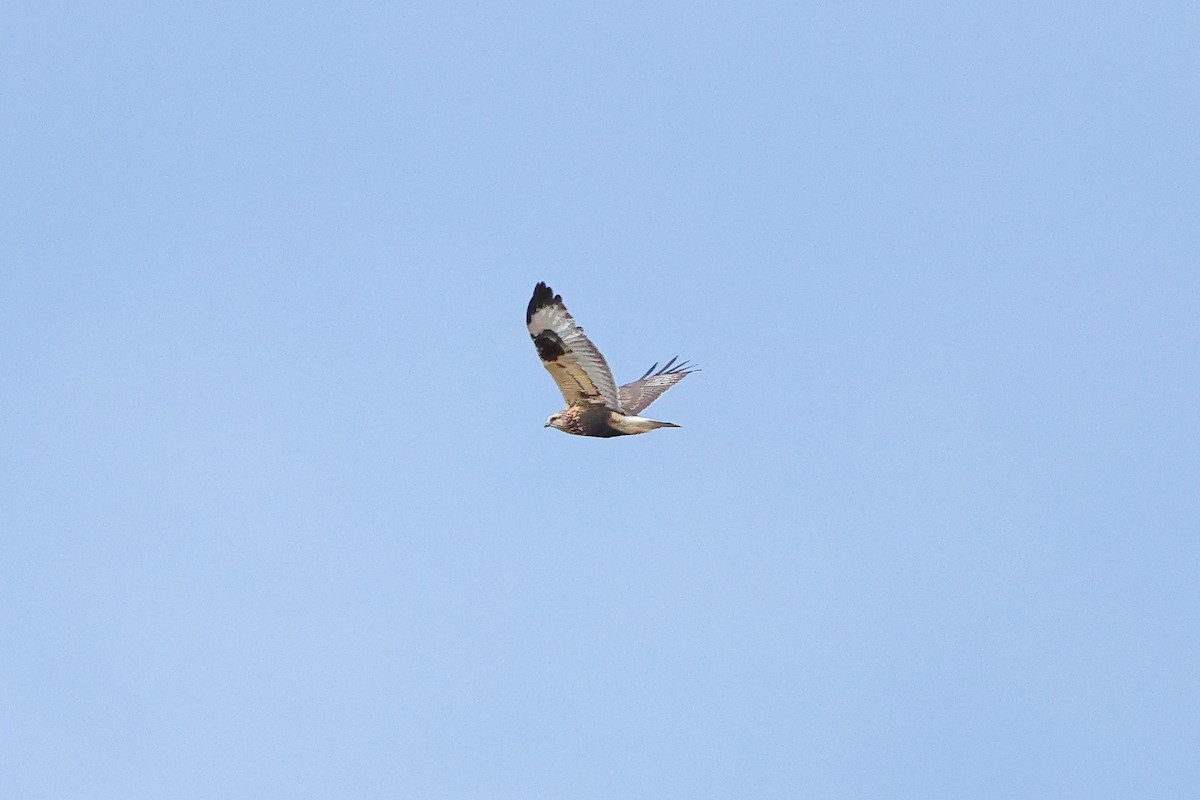 Тарлан сар - ML644118115