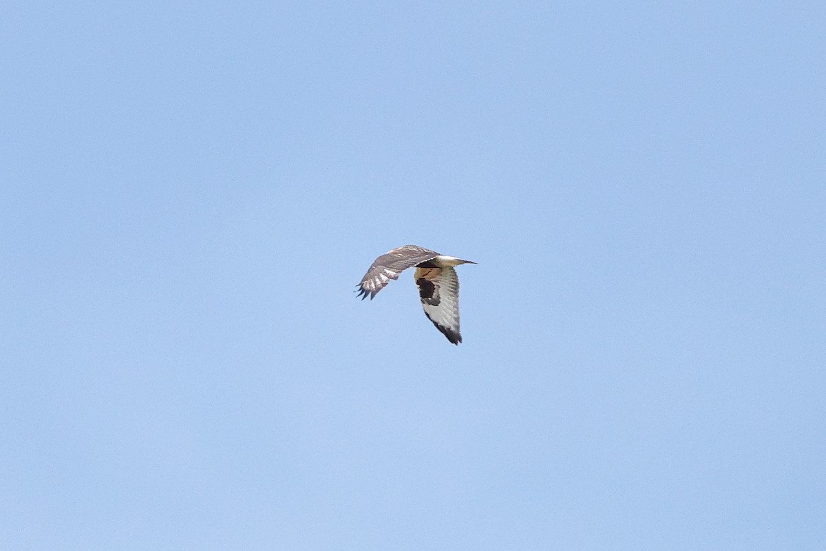 Тарлан сар - ML644118116