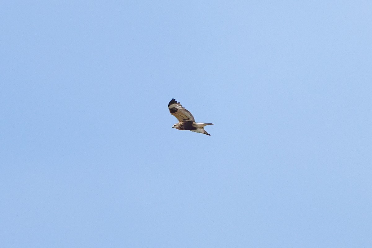 Тарлан сар - ML644118119