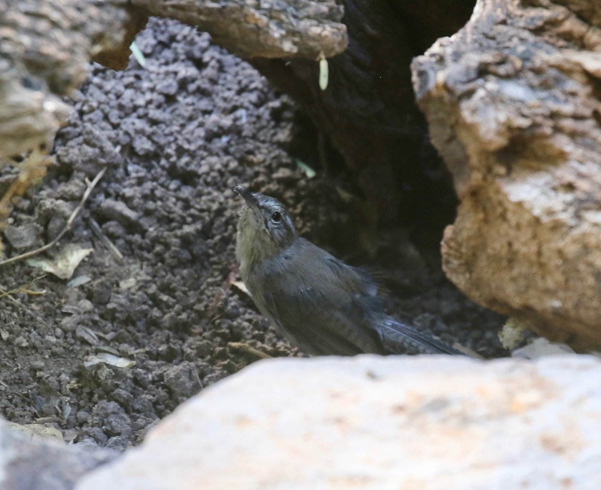 Troglodyte de Bewick (groupe mexicanus) - ML644118133