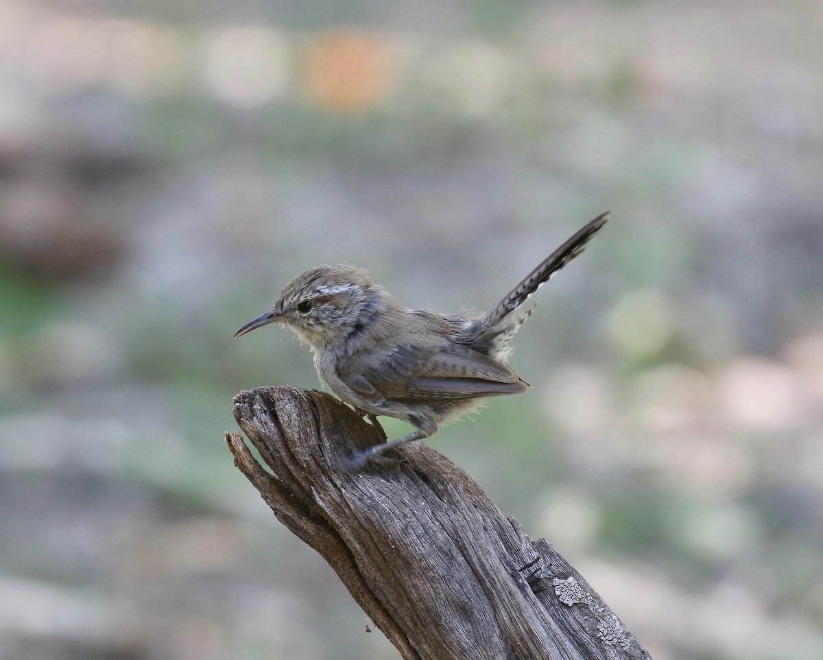 Troglodyte de Bewick (groupe mexicanus) - ML644118146