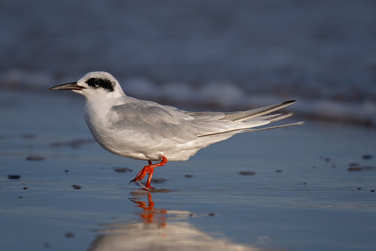 Forster's Tern - ML644118154