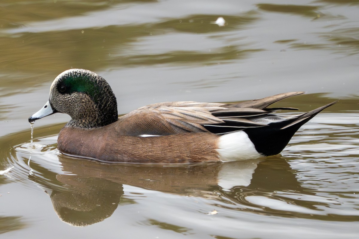 American Wigeon - ML644118161