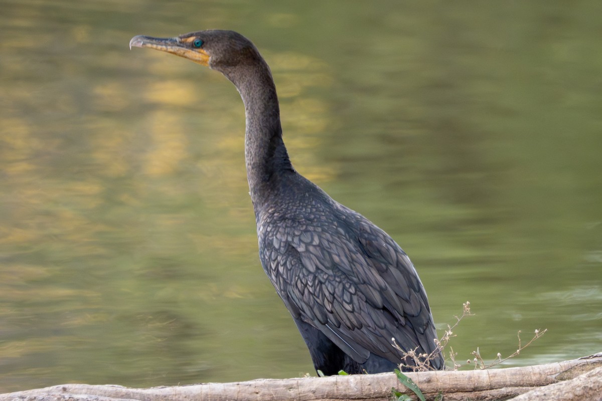 Double-crested Cormorant - ML644118165