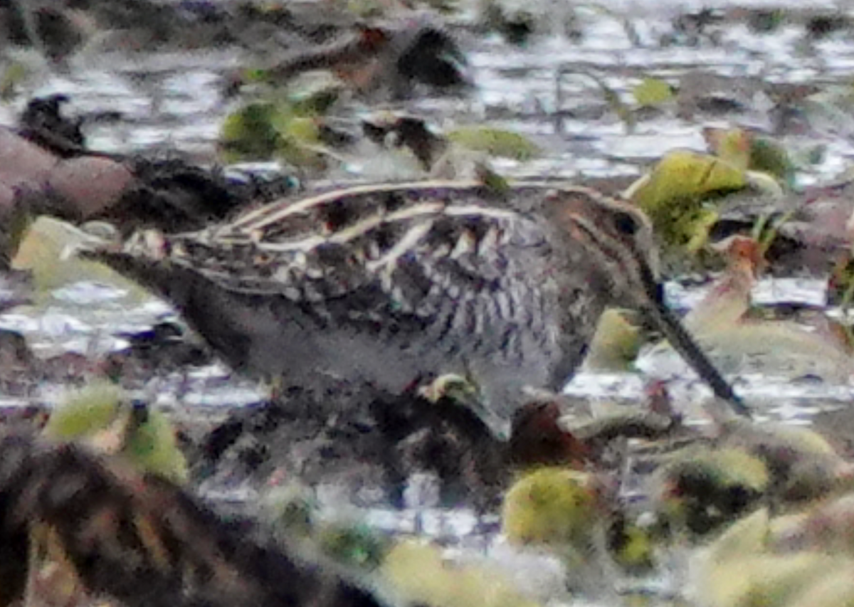 Wilson's Snipe - ML644118180