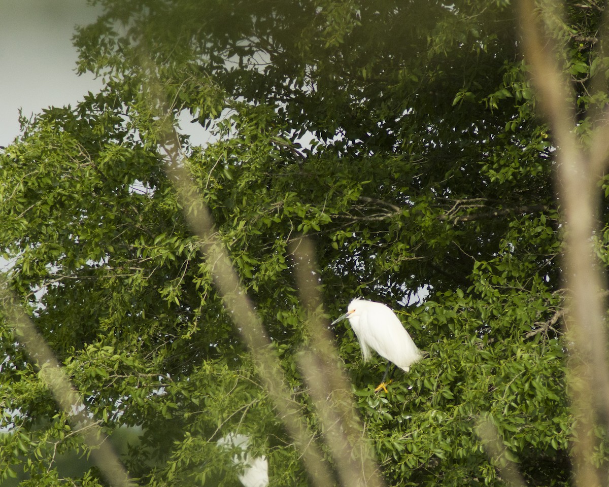 Snowy Egret - ML644118183