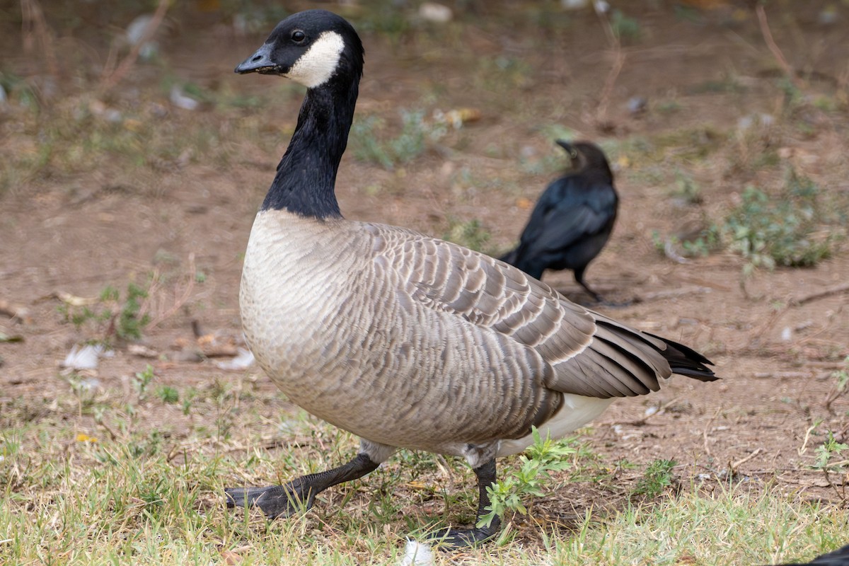 Cackling Goose - ML644118186