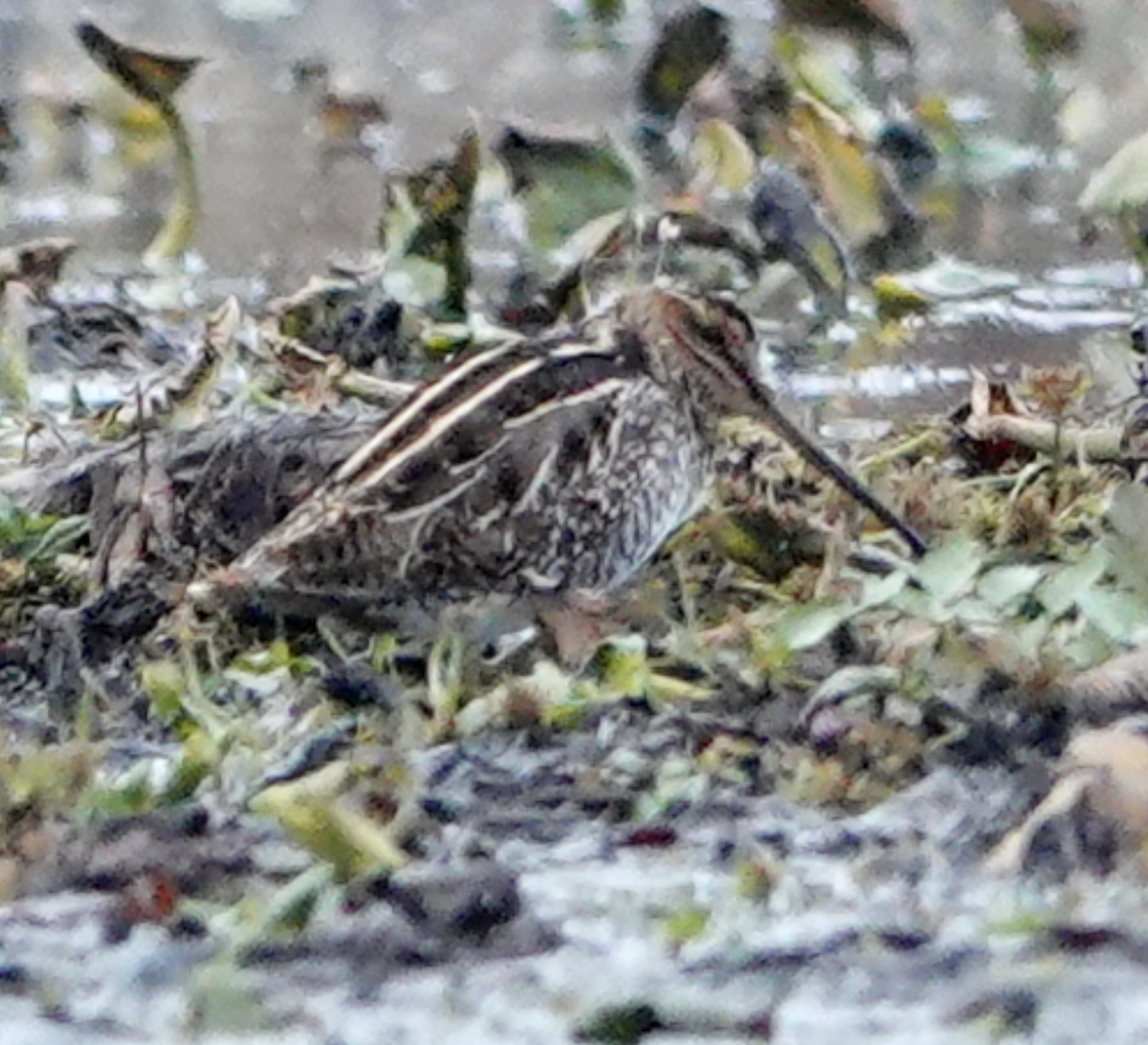 Wilson's Snipe - ML644118196