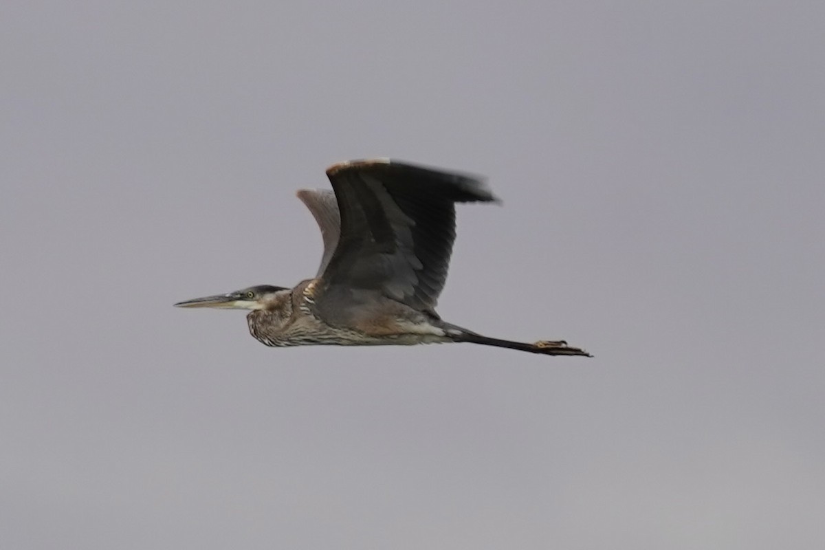 Great Blue Heron - ML644118213