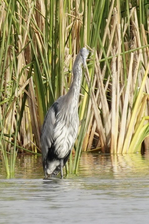 Great Blue Heron - ML644118214