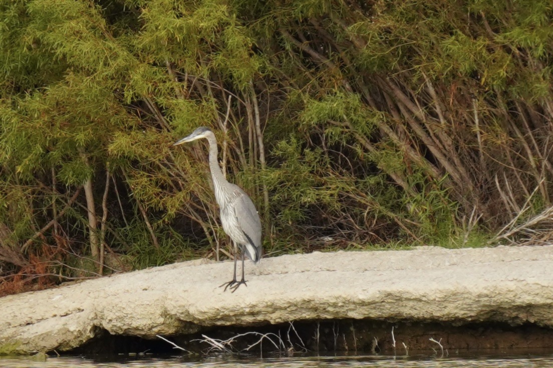 Great Blue Heron - ML644118215