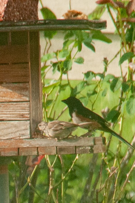 Eastern Towhee - ML644118216