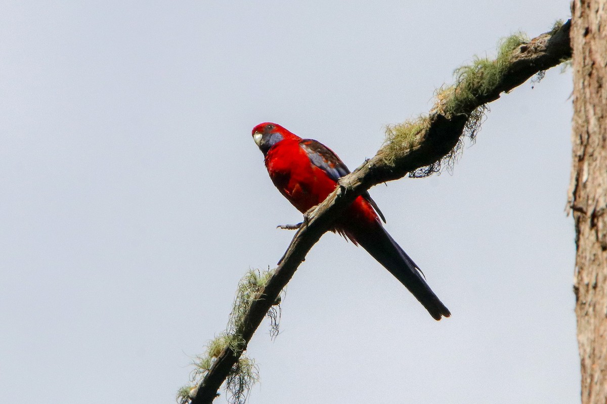 Rosella cremisi - ML644118228