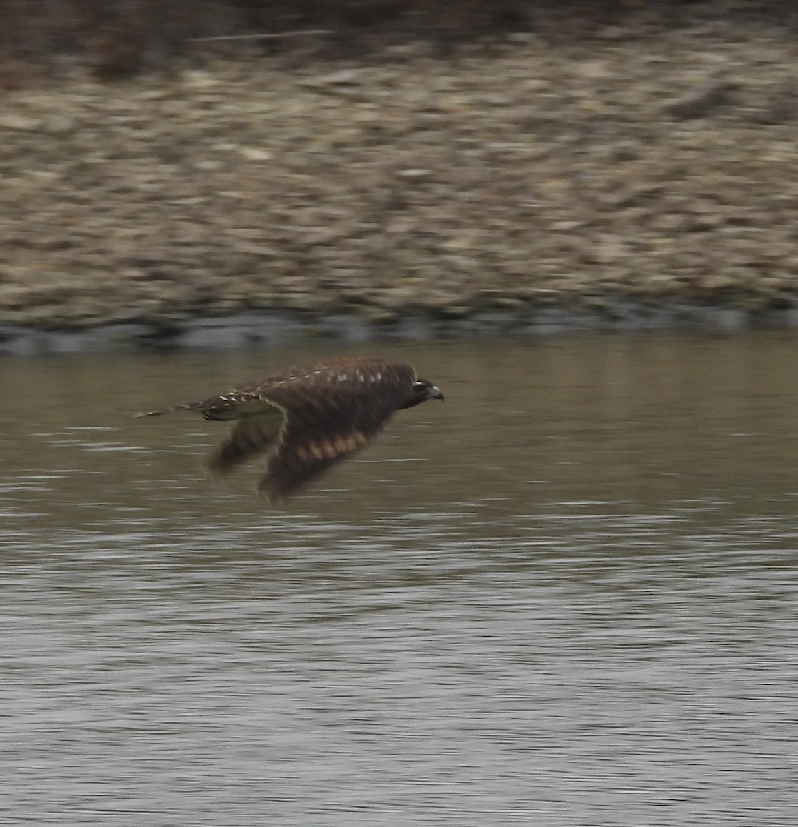 Red-shouldered Hawk - ML644118229