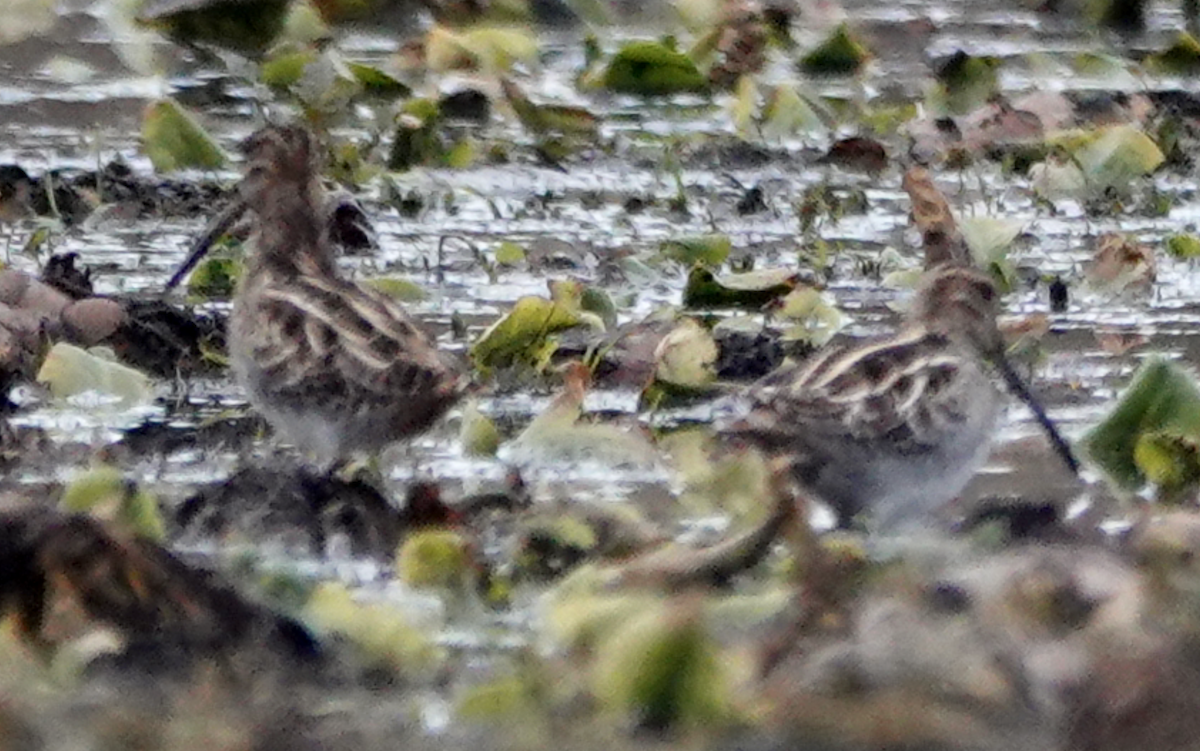 Wilson's Snipe - ML644118237
